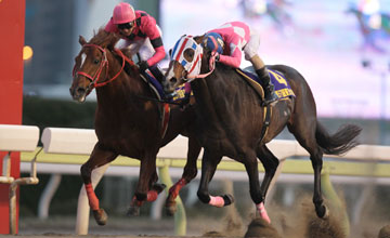 20111229_Smart_Falcon