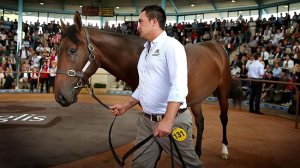 20130409_Black_Caviar_Colt