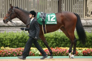 20131102_Bounce_Shasse