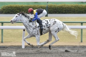 20150201_Buchiko