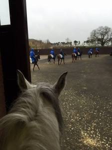 訓練一些準備出賽的馬匹……