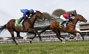 每日賽馬晚報(2021年11月9日),范高爾種費達20萬鎊,終極雄獅相隔五年重返賽場