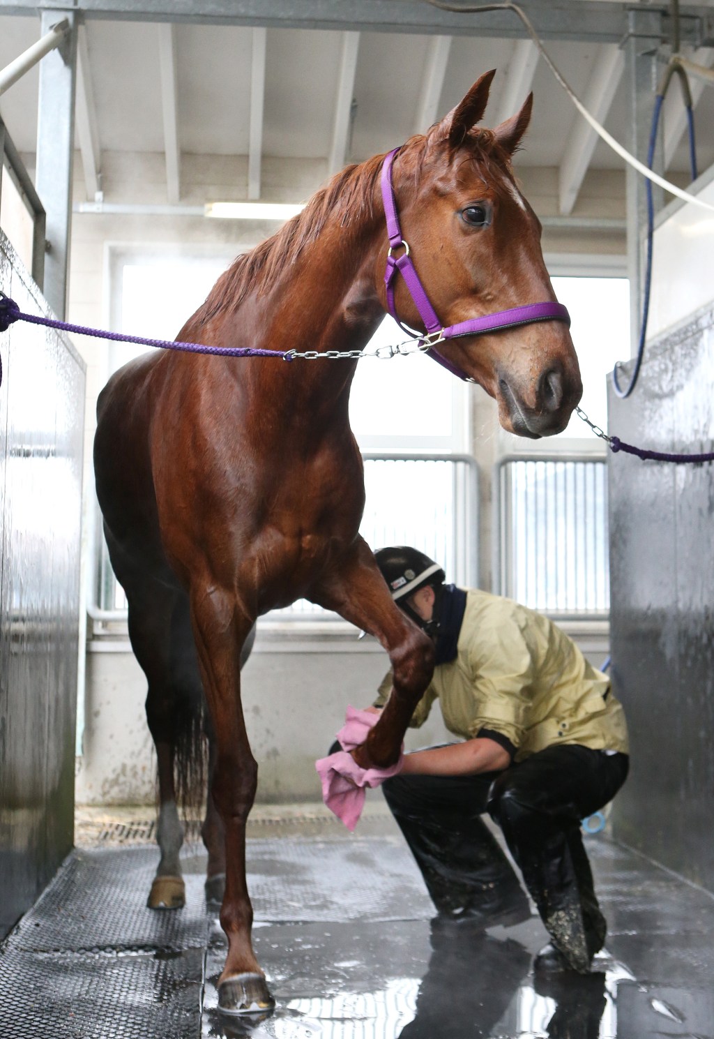 2018年3月25日賽馬日（10場田草泥混合、A+3跑道）、高松宮紀念賽推介