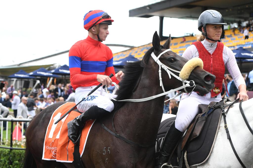 [Flamercing]澳洲橡樹大賽，雍容爾雅為華禮納展開殺戒