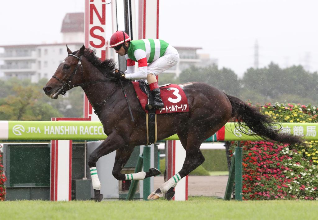 最後兩週的週末大戰報，金鯱賞並非那麼簡單