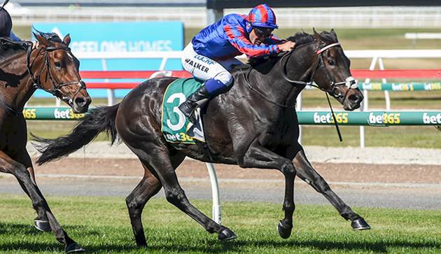 墨爾本盃海外報名馬減半