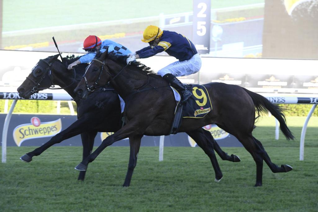 全齡錦標，北意山峰大賽登頂