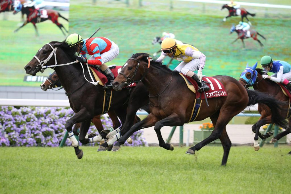 京都新聞盃，緣厚情摯爆小冷門突圍，Admire Virgo失三甲，另一戰線迎刃而上取下最終入場券