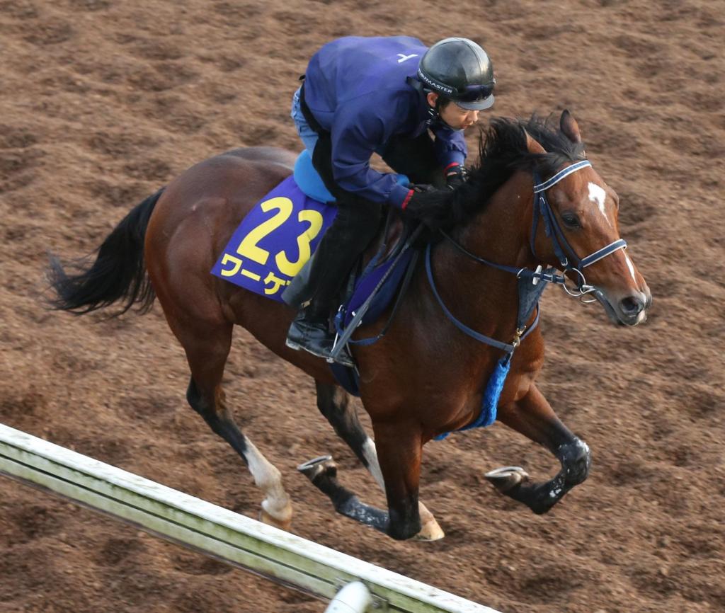 2020年5月31日賽馬日（11場田草+B跑道）及日本打吡重心之選