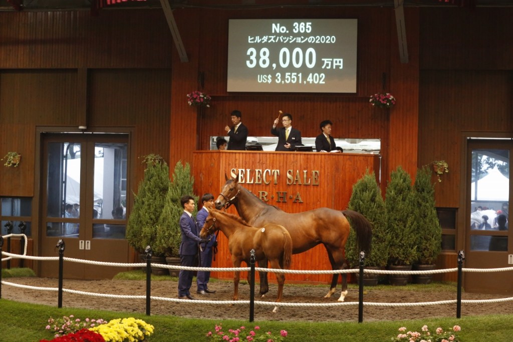 日本精選拍賣會，大震撼子嗣的最後機會引發天價，當歲馬氣氛仍然旺盛（補充版）