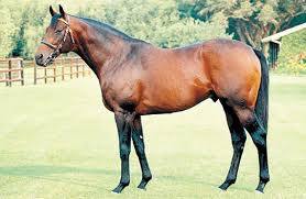 每日賽馬晚報（2021年8月18日），歡暢今宵明晚鐵定跑約克郡橡樹大賽，四駒不幸離世死訊