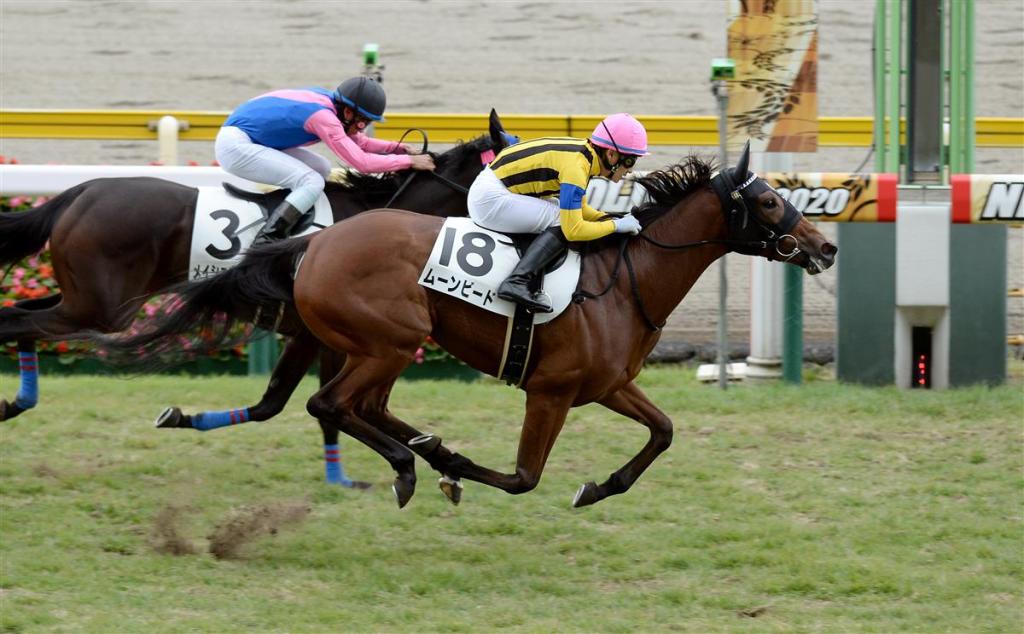 每日賽馬晚報（2020年10月19日），川河達駒開始隔離，繁星閃照北美取下初勝利