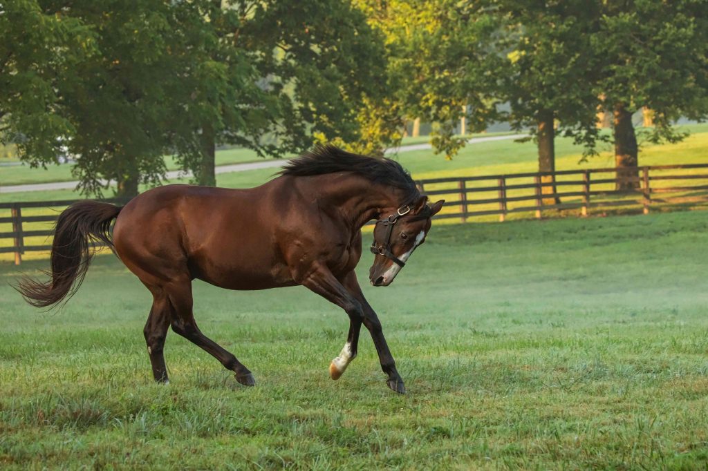 2020國際馬壇大事回顧育馬篇（2）歐美篇