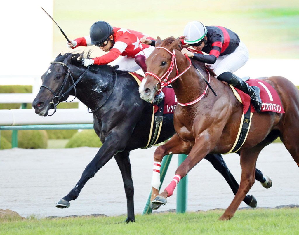 每日賽馬晚報（2020年11月14日），兩匹障礙賽明星馬慘敗收場，音響檢查補中墨爾本盃遺材獎