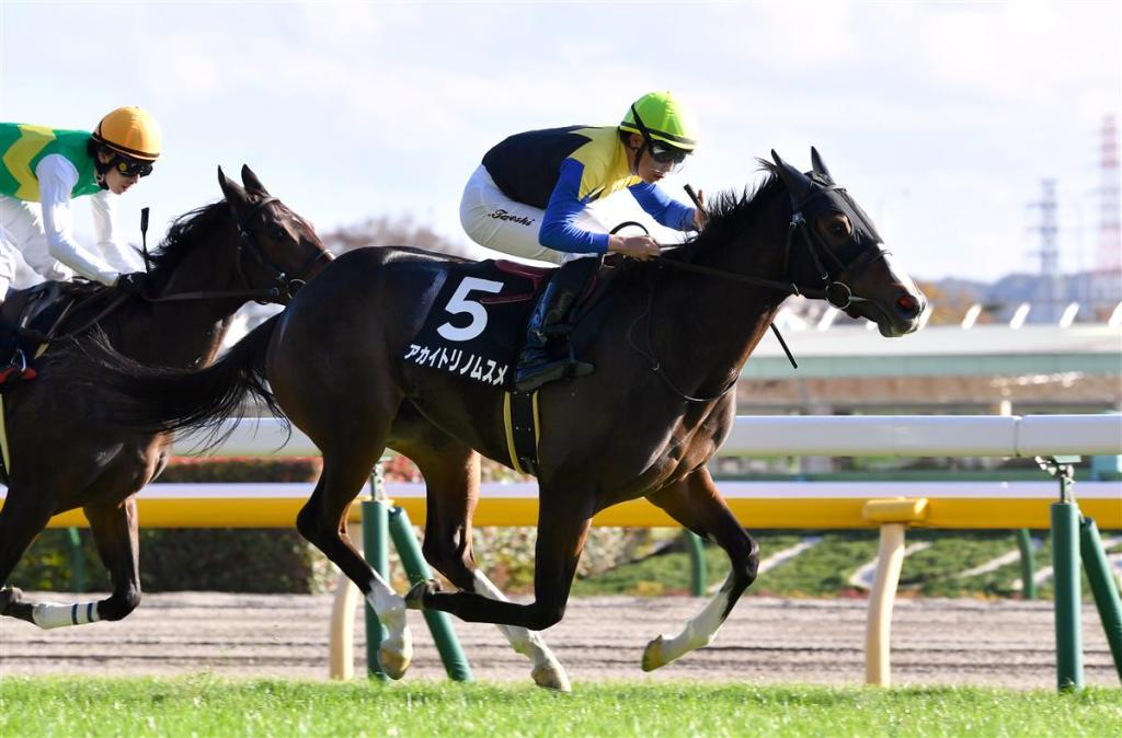 每日賽馬晚報（2020年11月22日），週日簡短版，強韌鬥士養傷準備轉馬房，Bristol de Mai三連霸必發障礙賽