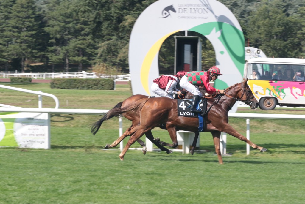 香港四歲馬系列賽新風雲，智慧神駒留二班去留戰