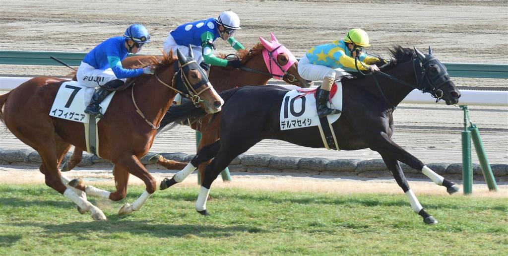 每日賽馬晚報（2021年1月9日），種馬佐范尼不幸離世，藤田菜七子新馬賽取下21年首勝