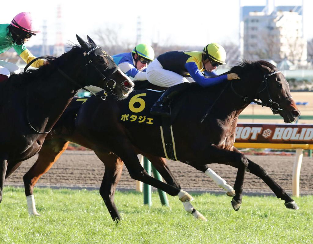 秋季天皇賞另一黑馬菜圃向榮