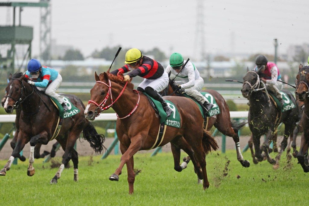 三歲馬重整大逆襲好森林