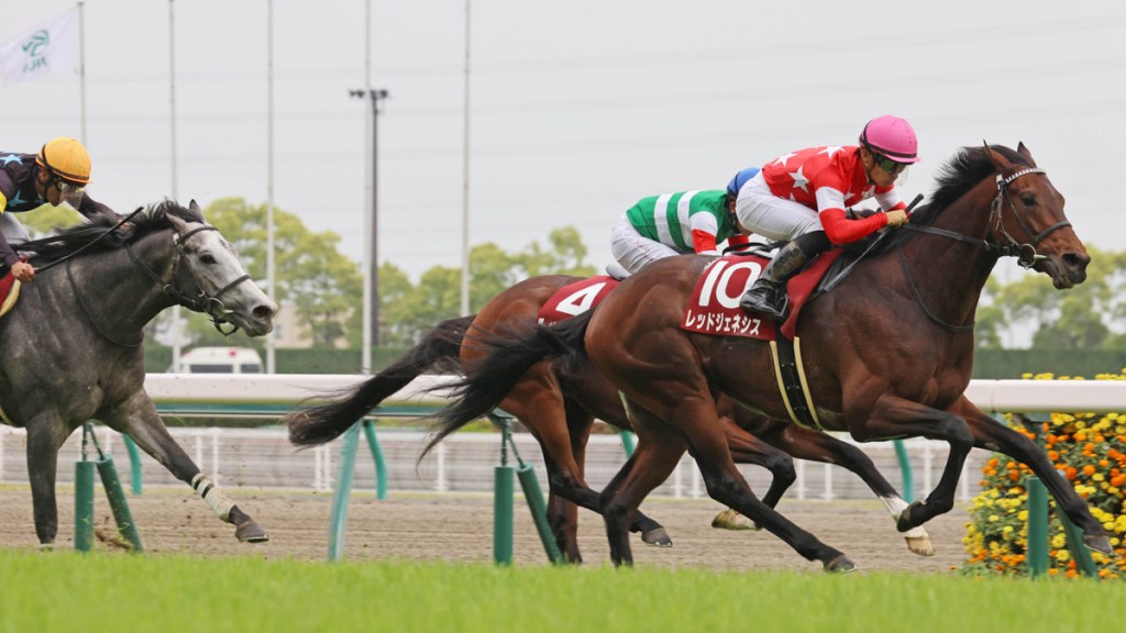 京都新聞盃,Red Genesis追上打吡尾班車
