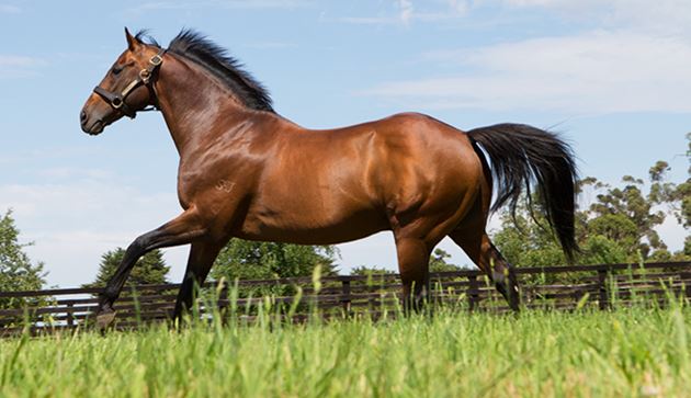 不敗賽駒Reset離世