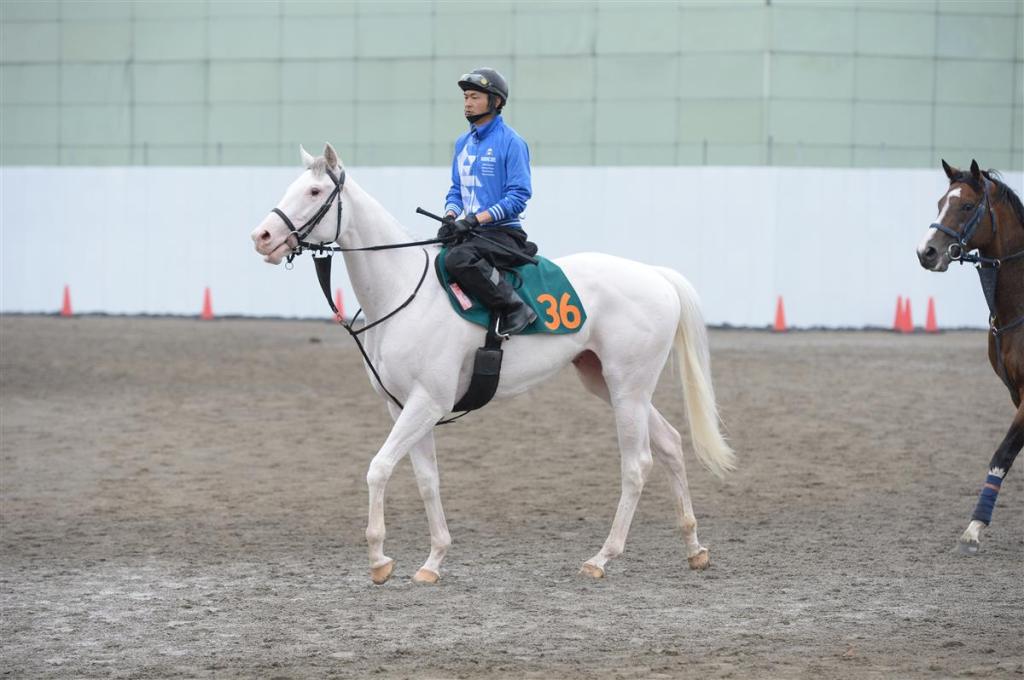 每日賽馬晚報（2021年6月8日），活拜馬場週五復賽，再有日本白毛馬初上賽場