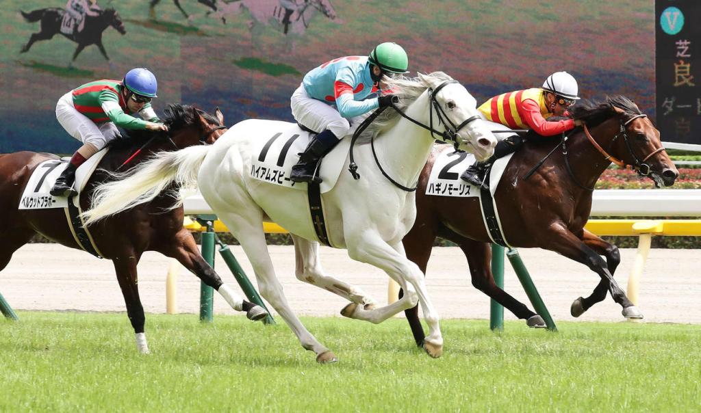 每日賽馬晚報(2021年6月12日),冼文諾七月重返星州,白毛馬Hyams Beach初出贏馬