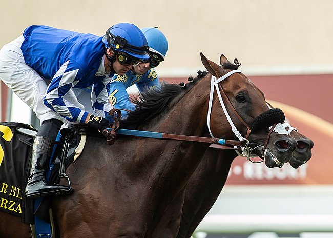 每日賽馬晚報（2021年8月23日），3000歐元種費種馬成雅康納拍賣會大贏家，Mo Forza或成育馬者盃一哩大賽歐洲攔路虎