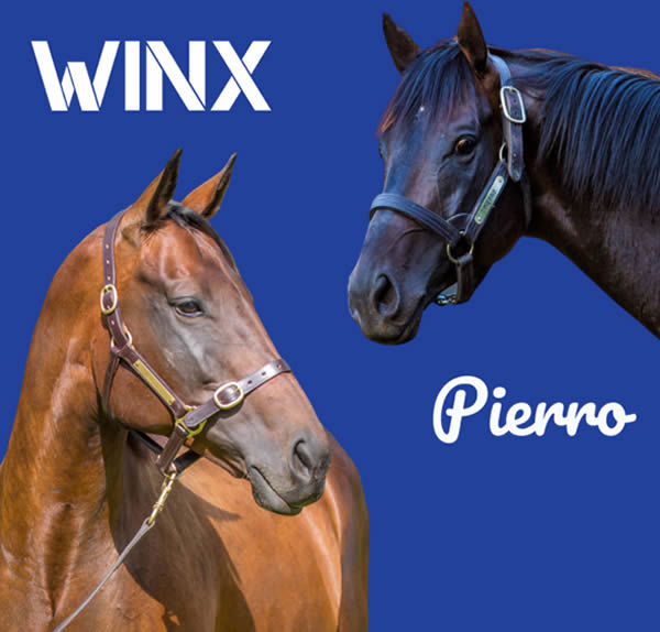 每日賽馬晚報（2021年8月25日），雲絲仙子與比亞路交配，Uberleben確定直跑秋華賞