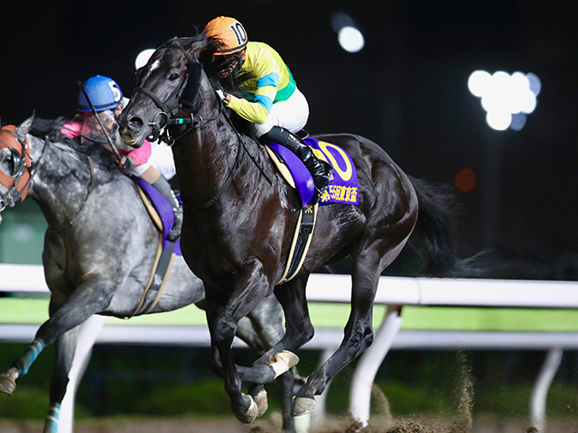 每日賽馬晚報（2021年10月6日），星光速可跑菊花賞，品德高尚週六再鬥投機法寶