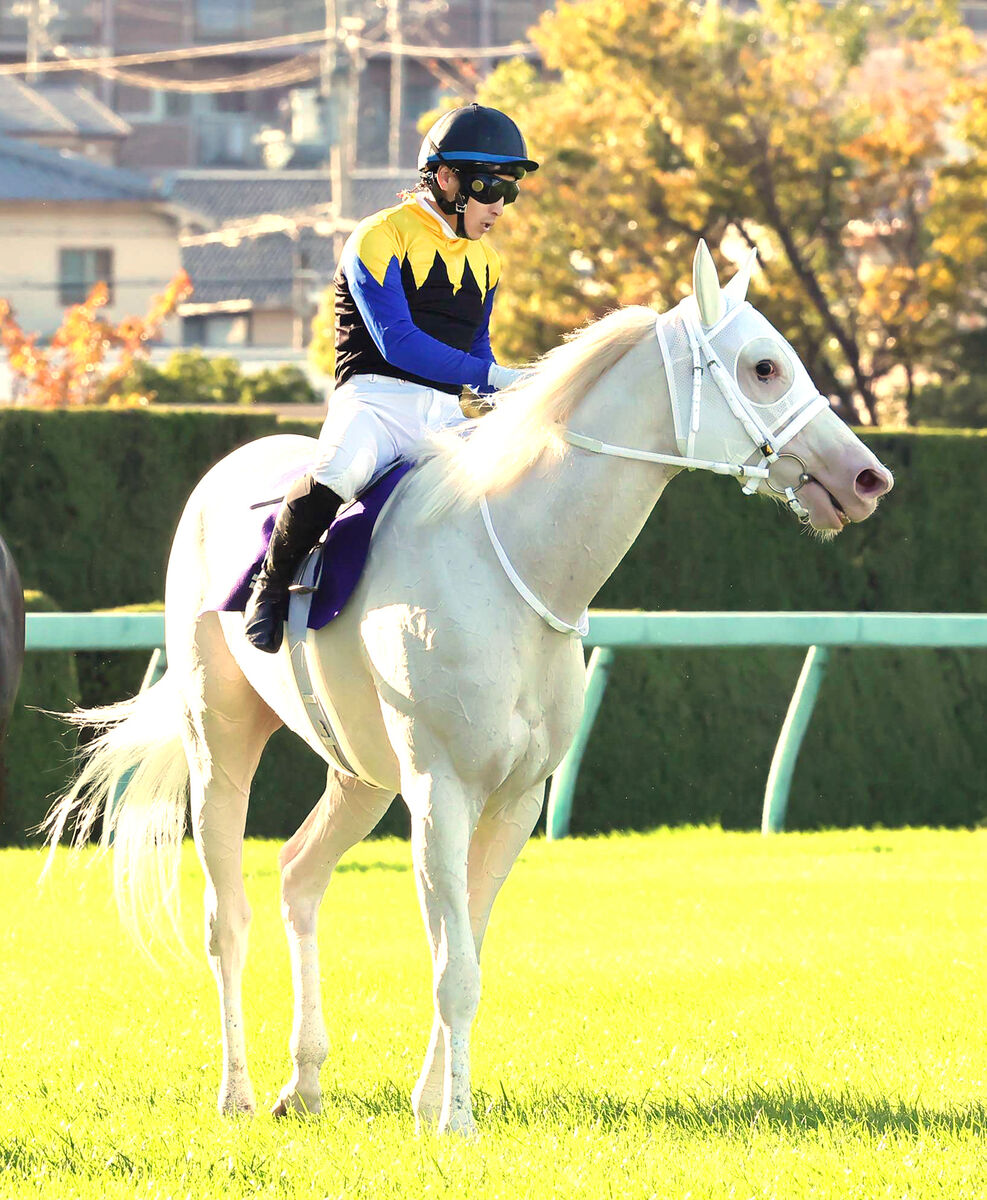 白毛馬Sodashi或跑杜拜世界盃賽馬日賽事