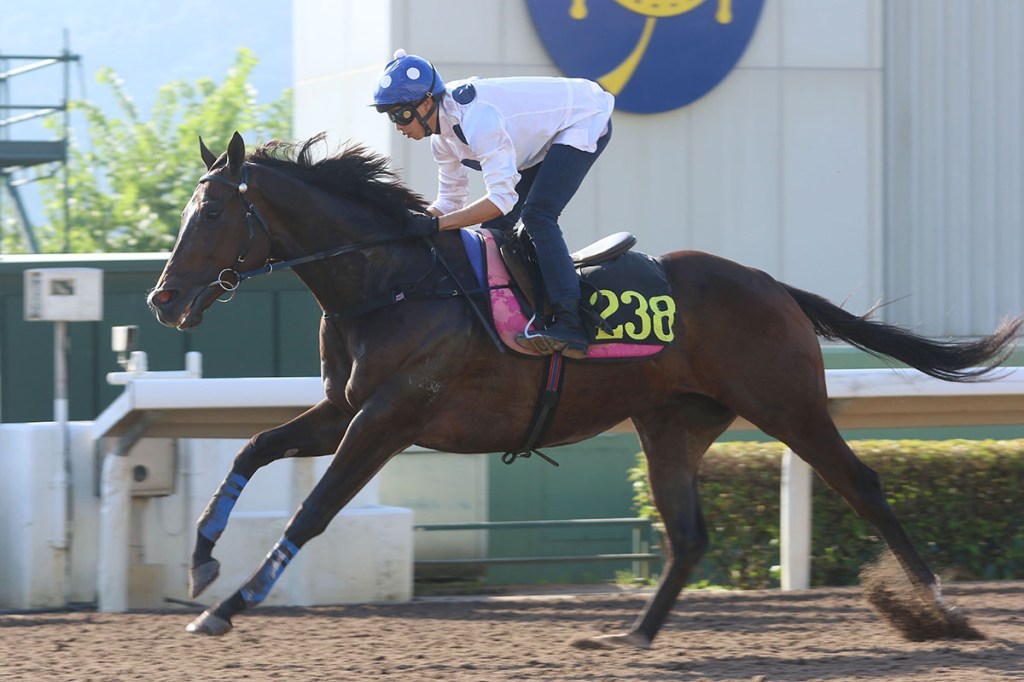 每日賽馬晚報（2021年10月19日），啟愛航海被拒參加覺士盾，金鎗六十再贏試閘