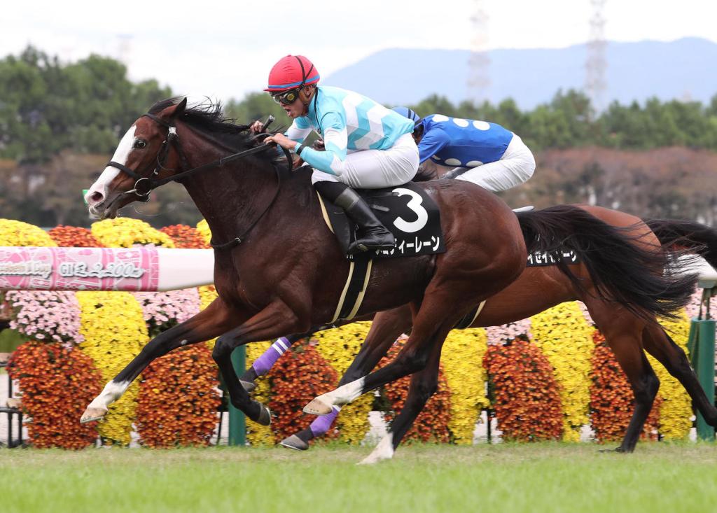 準備挑戰有馬紀念賽，極度輕盈山茶花