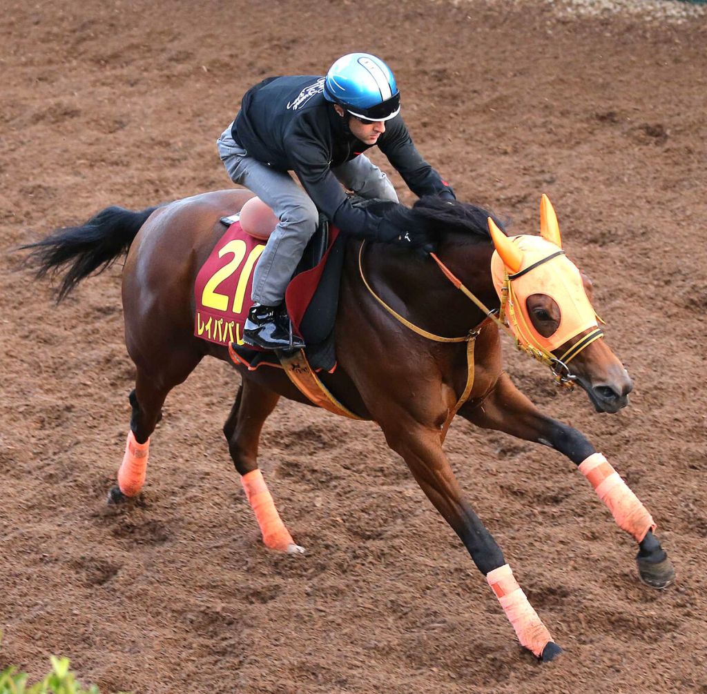 英皇伊利沙伯二世盃，麗冠花環能否大反彈？還是秋華賞冠軍乘勝追擊？（賠率第二次更新）