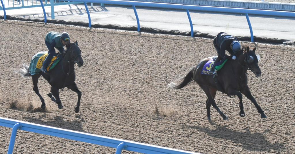 每日賽馬晚報（2021年11月17日），沉醉避戰香港短途錦標，放聲歡呼以一哩冠軍賽作最後一戰