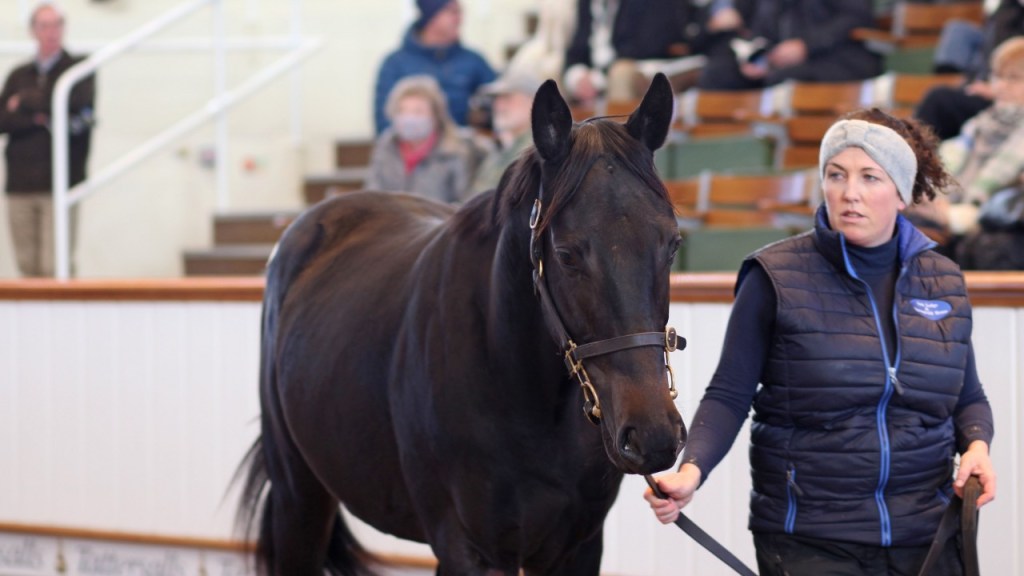每日賽馬晚報（2021年11月23日），NBA球星買下法國一個育馬場，崔家以低價買下海都名門全弟