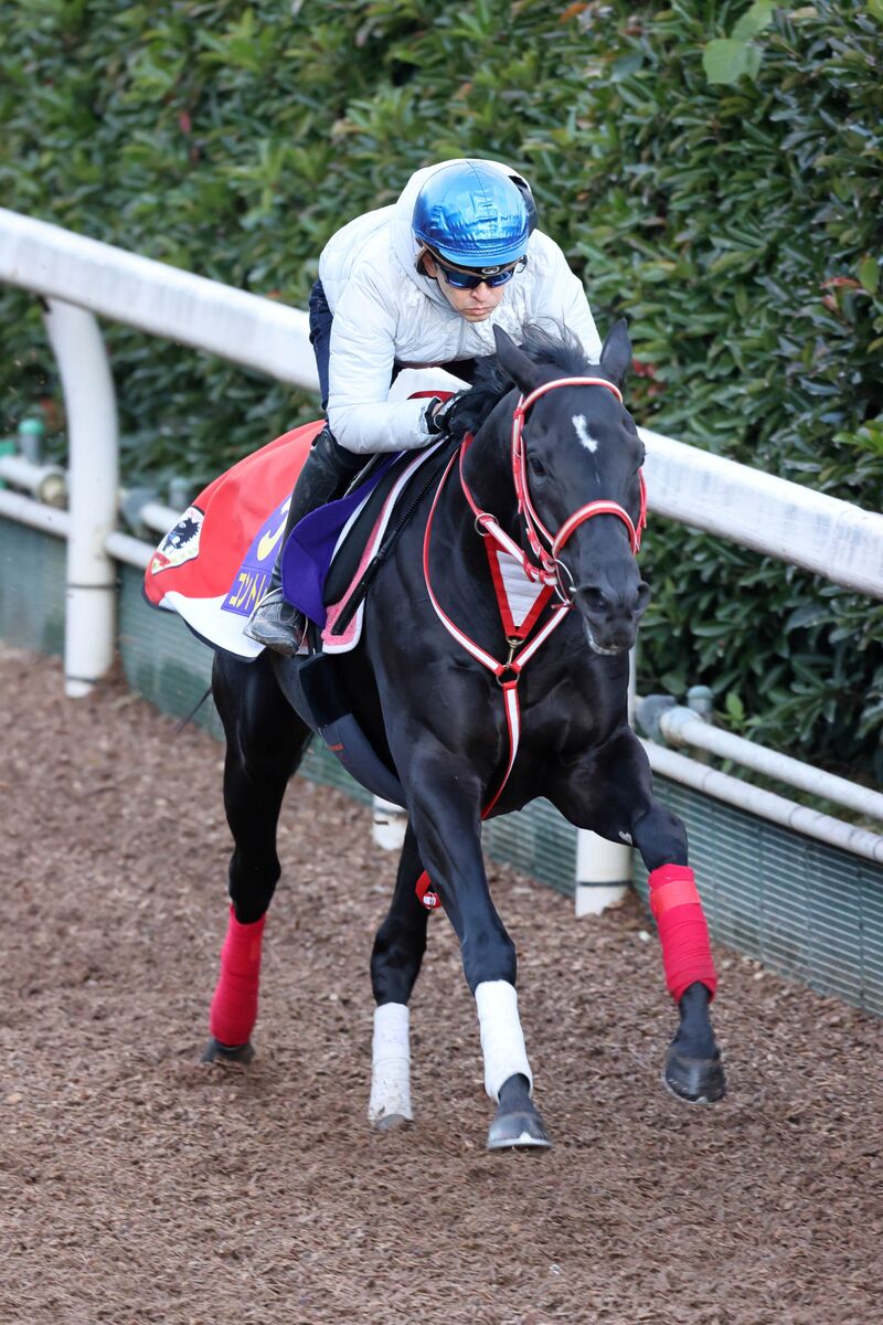 鐵鳥翱天真的可以贏得日本盃嗎？