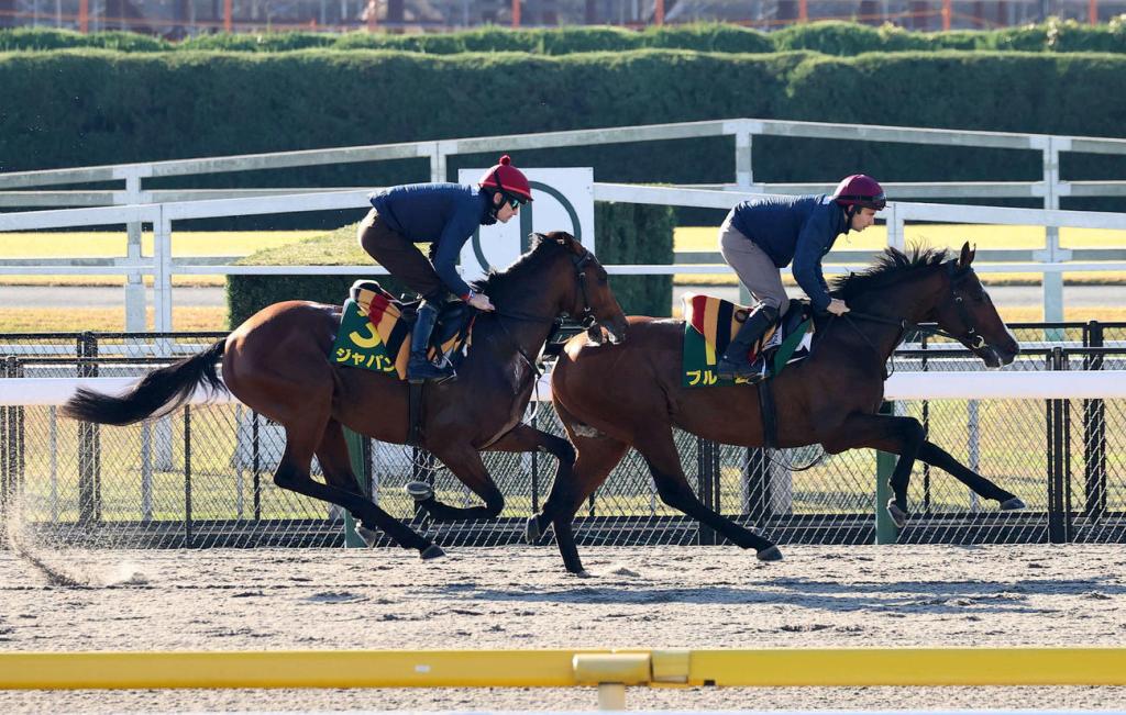 每日賽馬晚報(2021年11月26日),田泰安接騎陳年美酒,古摩亞跟班看好日出之國奪標