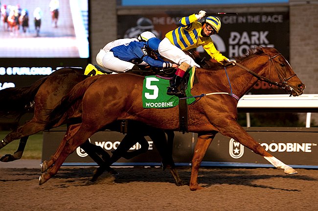 每日賽馬晚報（2021年11月28日），日出之國往德國配種或棄戰香港盃，28勝馬Pink Lloyd加拿大有終之美