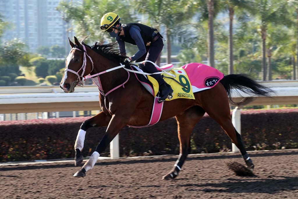 香港瓶及香港短途錦標全駒指南