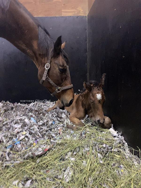 杏目第一胎順利誕生