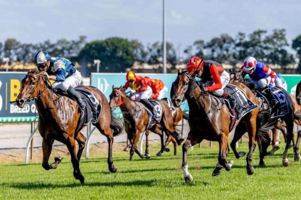 神奇百萬拍賣會第二節，范高爾唯一南半球子嗣搶手，麥道朗堅持策騎Coolangatta有成果