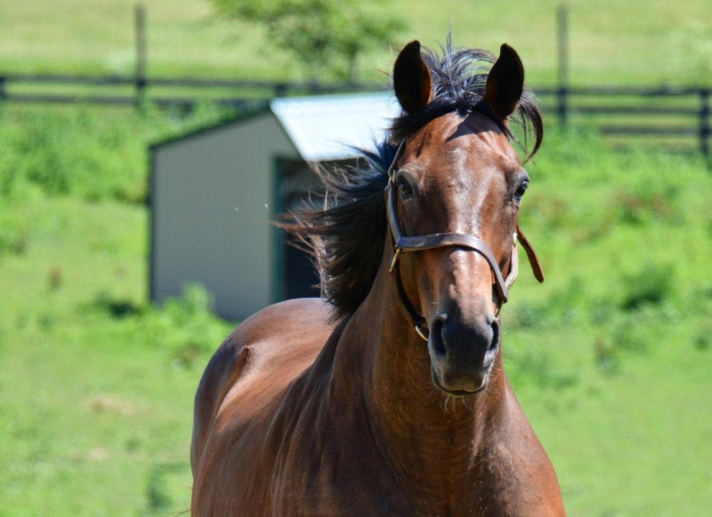 每日賽馬晚報（2022年1月21日），壯志奔騰「主角」馬匹離世，妙發靈機已順利出院