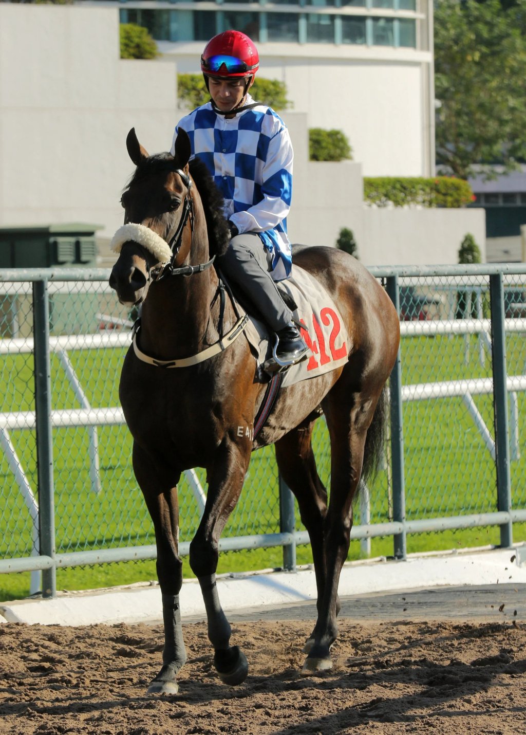 2022香江四歲後起之秀逆壓軸篇，飛天神駒創下歷史身低？