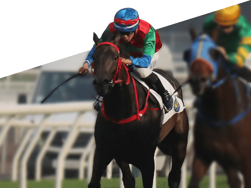 2022香江四歲後起之秀，發財先鋒能否用同一跑法放到底