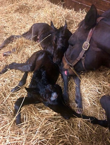 美國路易斯安娜州一牧場順利誕下雙胞胎