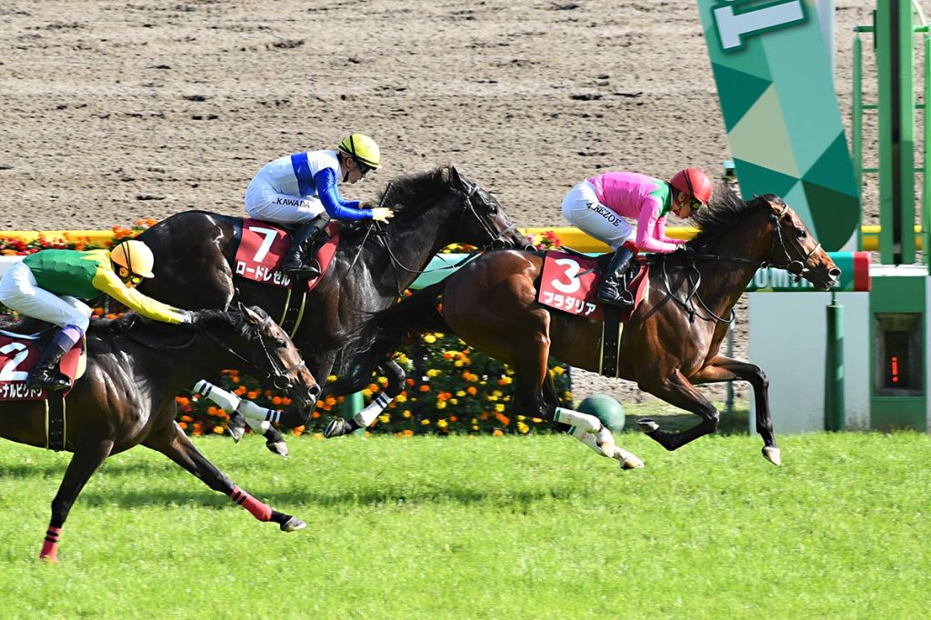 青葉賞，Pradaria兄弟兵再次挑戰打吡