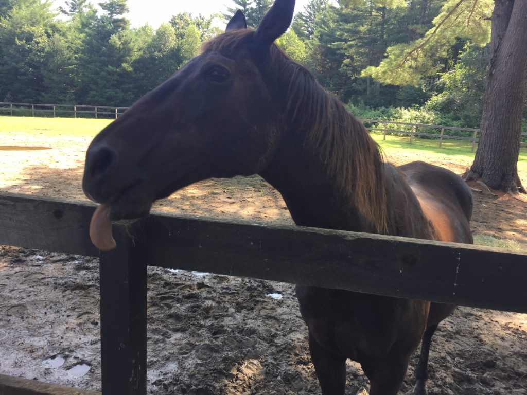 百戰百敗馬Zippy Chippy離世