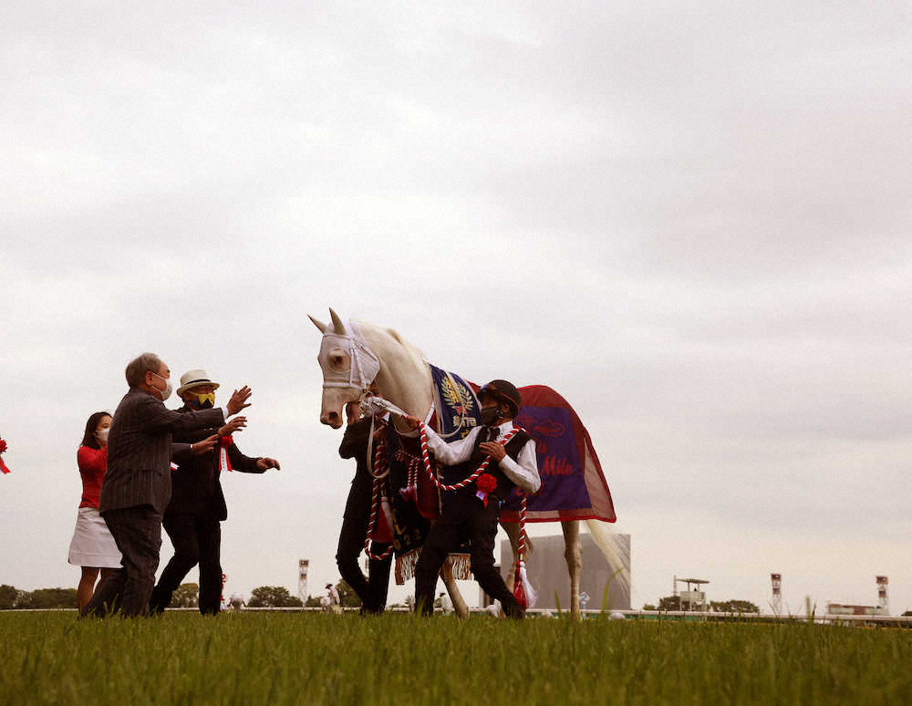 白毛馬Sodashi「三個沒有」，暫時專注國內草地賽事