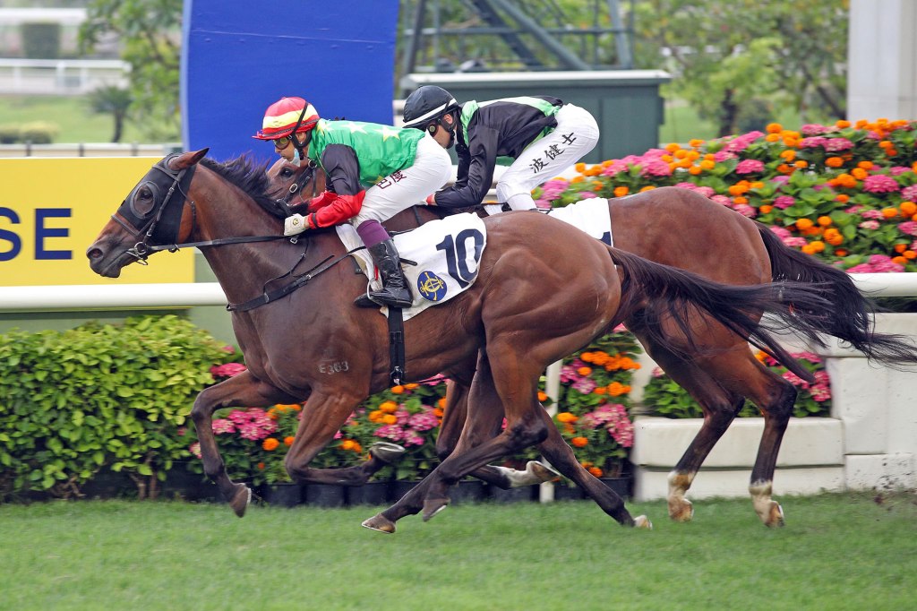 沙田銀瓶，兩匹新星包Q，擊敗身經百戰老將